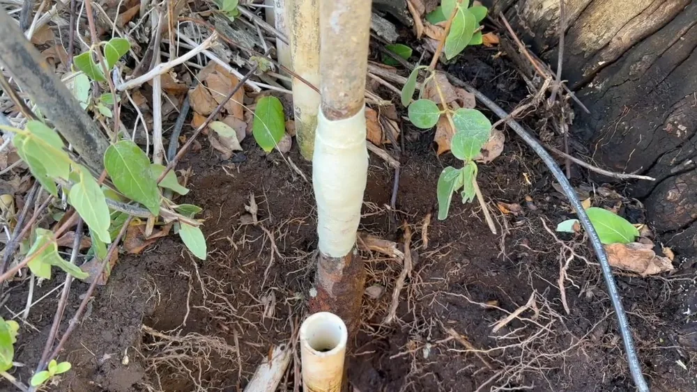 Outdoor hose bib or irrigation pipe fitting used during outdoor faucet repair work near Buckeye, AZ